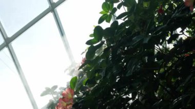 Bereketli yağmur ormanlarının doğal manzarası sabah sisli nemli güneş ışınlı yeşil ağaçlı yağmur ormanları. Sabahın erken saatlerinde sisli tropik yeşil yaprak.