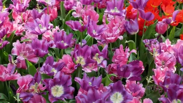 Flores Tulipán Multicolores Campo Tulipán Primavera Concepto Fondo Natural Hermosa — Vídeos de Stock