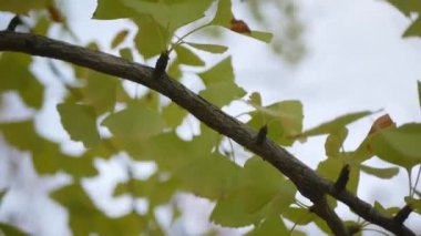 Sonbahar altın ginkgo ağaçları açık mavi gökyüzüne karşı sonbahar renklerinde parklarda yapraklar yapar. Ginkgo ağaçlarının yaprakları ve dalları oluşturur. Çarpıcı renk arkaplanı