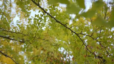 Sonbahar altın ginkgo ağaçları açık mavi gökyüzüne karşı sonbahar renklerinde parklarda yapraklar yapar. Ginkgo ağaçlarının yaprakları ve dalları oluşturur. Çarpıcı renk arkaplanı