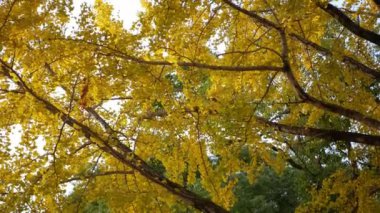 Sonbahar altın ginkgo ağaçları açık mavi gökyüzüne karşı sonbahar renklerinde parklarda yapraklar yapar. Ginkgo ağaçlarının yaprakları ve dalları oluşturur. Çarpıcı renk arkaplanı