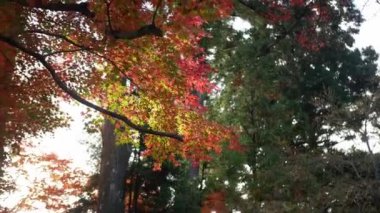 Açık renkli kırmızı turuncu akçaağaç yaprakları Japonya 'da güneşli bir sonbahar gününde mavi gökyüzüne doğru hareket ediyor. Güzel sonbahar doğal arka plan