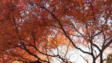 Açık renkli kırmızı turuncu akçaağaç yaprakları Japonya 'da güneşli bir sonbahar gününde mavi gökyüzüne doğru hareket ediyor. Güzel sonbahar doğal arka plan