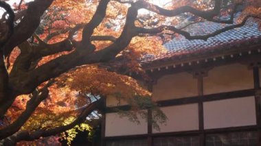 traditional japanese shrine roof with bright full color red orange maple leaves slightly moving on the tree branches in autumn day in japan. Beautiful fall autumn natural background