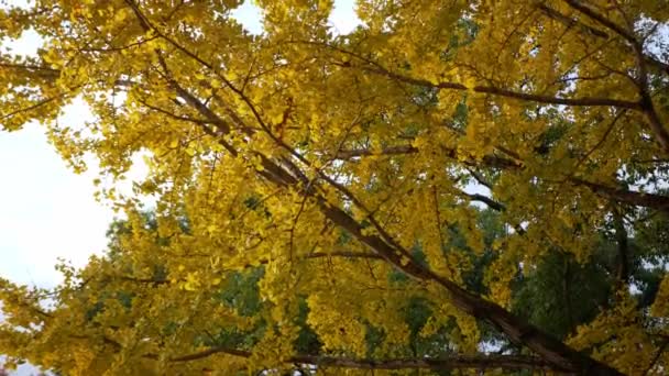 Árboles Ginkgo Dorado Otoño Hojas Parque Color Otoño Contra Cielo — Vídeo de stock