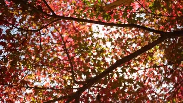 日本のいい秋晴れの日には 真っ青な空に向かって 木々の枝の上を少し動いている赤いオレンジ色のカエデの葉を明るく見上げましょう 美しい秋の自然背景 — ストック動画