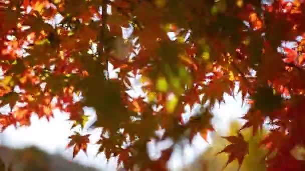 Vista Fino Pieno Colore Rosso Arancio Acero Foglie Leggermente Movimento — Video Stock