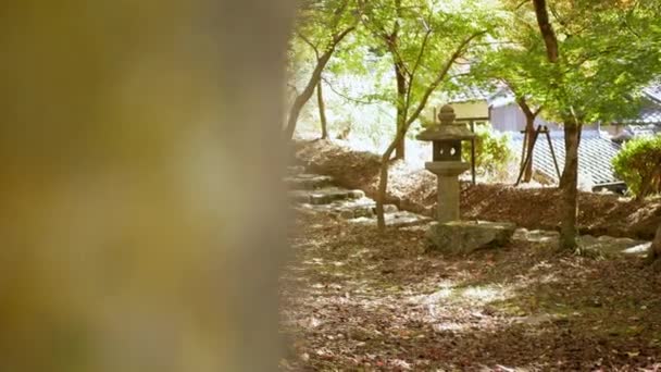 Blick Auf Natürlichen Wald Mit Pfad Unter Fallender Herbstnatur Mit — Stockvideo