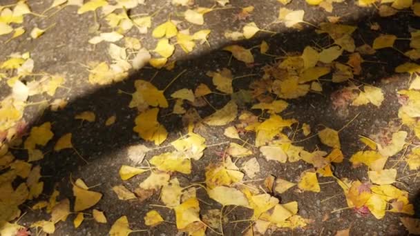 Spadające Ginkgo Żółte Liście Upadły Ziemię Jesienią Wiejącym Wiatrem Piękne — Wideo stockowe