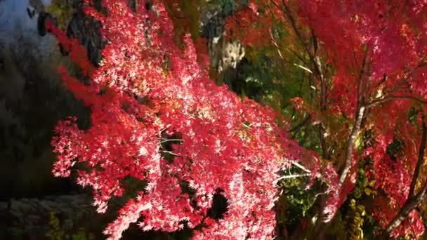 View Bright Full Color Red Orange Maple Leaves Branch Slightly — Stock Video