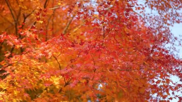 View Bright Full Color Red Orange Maple Leaves Slightly Moving — Stock Video