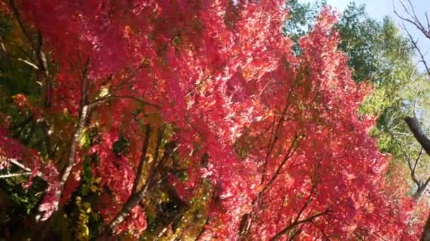 Vertical Video View Bright Full Color Red Orange Maple Leaves — Stock Video