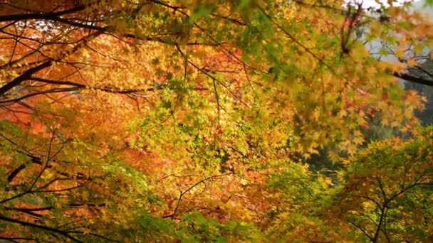 Uitzicht Heldere Full Color Rood Oranje Esdoorn Bladeren Licht Bewegend — Stockvideo