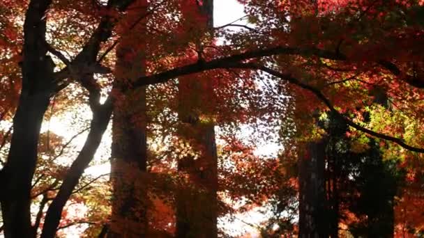 Blick Auf Helle Volle Farbe Rot Orange Ahornblätter Leicht Bewegt — Stockvideo