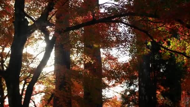 Вид Ярко Красных Оранжевых Листьев Слегка Шевелящихся Ветвях Деревьев Фоне — стоковое видео