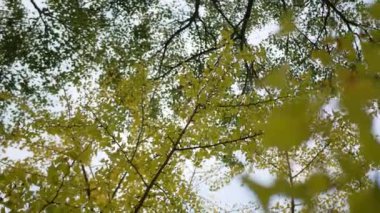 Sonbahar altın ginkgo ağaçları açık mavi gökyüzüne karşı sonbahar renklerinde parklarda yapraklar yapar. Ginkgo ağaçlarının yaprakları ve dalları oluşturur. Çarpıcı renk arkaplanı