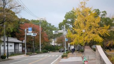 13 Kasım 2022 Fukuoka, Japon.sokak manzarası Fukuoka 'nın hakata şehrinde trafik vardı. Sarı sonbahar yaprakları ginkgo ağacında trafik ve yaya geçidi üzerindeydi.