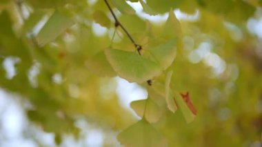 Sonbahar altın ginkgo ağaçları açık mavi gökyüzüne karşı sonbahar renklerinde parklarda yapraklar yapar. Ginkgo ağaçlarının yaprakları ve dalları oluşturur. Çarpıcı renk arkaplanı