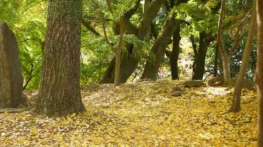 Düşen ginkgo sarı yaprakları Sonbaharda ormanda yere düştü Gingkgo biloba güz esintisi ile doğal arka plan düştü