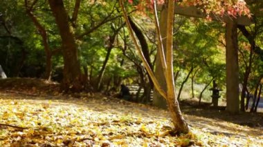 Düşen ginkgo sarı yaprakları Sonbaharda ormanda yere düştü Gingkgo biloba güz esintisi ile doğal arka plan düştü