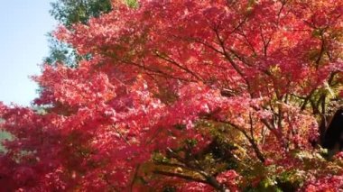 Japonya 'da güneşli bir sonbahar gününde, parlak kırmızı turuncu akçaağaç dalları hafifçe hareket ediyor. Güzel sonbahar doğal arka plan