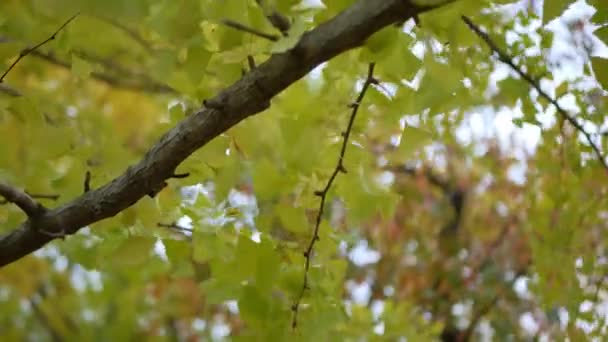 Осіннє Золоте Листя Гінкго Парку Осіннього Кольору Тлі Прозорого Блакитного — стокове відео