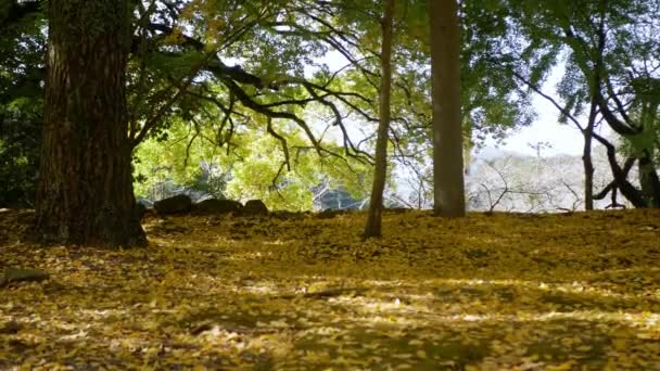 Падения Гинкго Желтые Листья Упал Землю Лесу Осенью Ветром Дует — стоковое видео