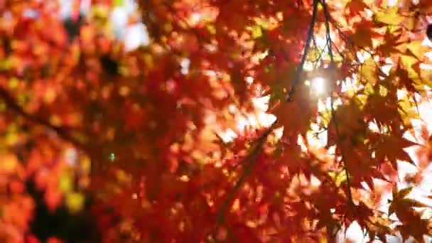 Melihat Sampai Dengan Warna Cerah Maple Oranye Merah Daun Sedikit — Stok Video