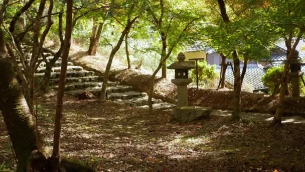 木の葉から日光が差し込む秋の自然に降る自然林 木々の色鮮やかな葉 福岡の風に落ちる自然林を眺める — ストック動画