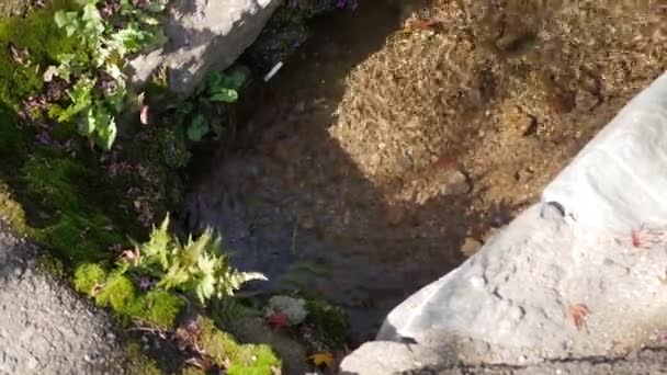 Blick Von Oben Nach Unten Auf Den Kleinen Wasserlauf Wasserweg — Stockvideo