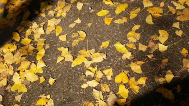 Caindo Ginkgo Folhas Amarelas Caído Chão Outono Com Vento Soprando — Vídeo de Stock