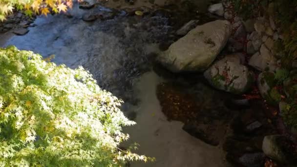 水と秋の秋の木に岩があるスプラッシュ川への自然な眺めは 日光の下で川を覆い 新鮮な自然秋の背景コンセプト — ストック動画