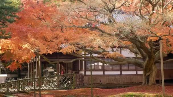 Listopadu 2022 Fukuoka Japonsko Pohled Japonskou Zahradu Chrámu Raizansennyoji Taihioin — Stock video