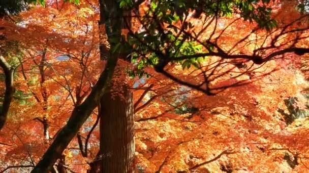 鮮やかなフルカラーの赤いオレンジのカエデの葉が 日本のいい秋晴れの日に青い空に向かって木の枝の上をわずかに動いています 美しい秋の自然背景 — ストック動画