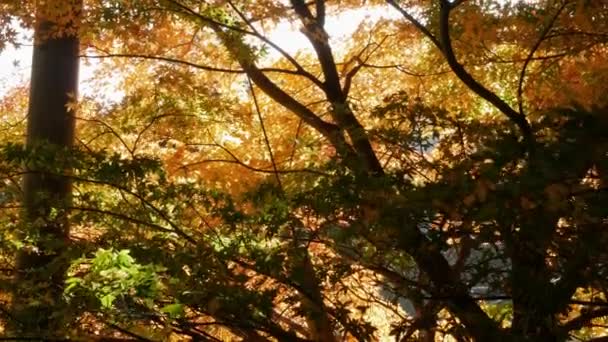 鮮やかなフルカラーの赤いオレンジのカエデの葉が 日本のいい秋晴れの日に青い空に向かって木の枝の上をわずかに動いています 美しい秋の自然背景 — ストック動画