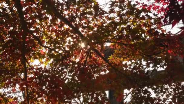 Torii Puerta Con Hojas Arce Color Rojo Anaranjado Brillante Moviéndose — Vídeos de Stock