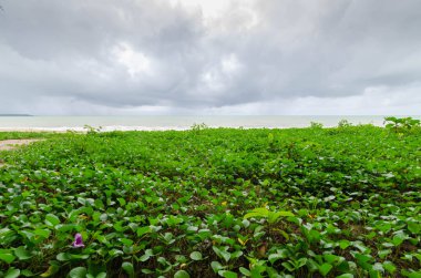 Yağmurlu yağmur bulutlu tropikal beyaz kumlu deniz sahili gündüz vakti hareket ediyor. thaialand 'ın güney kesiminde doğa sahili çevresi