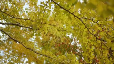 Sonbahar altın ginkgo ağaçları açık mavi gökyüzüne karşı sonbahar renklerinde parklarda yapraklar yapar. Ginkgo ağaçlarının yaprakları ve dalları oluşturur. Çarpıcı renk arkaplanı