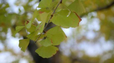 Sonbahar altın ginkgo ağaçları açık mavi gökyüzüne karşı sonbahar renklerinde parklarda yapraklar yapar. Ginkgo ağaçlarının yaprakları ve dalları oluşturur. Çarpıcı renk arkaplanı