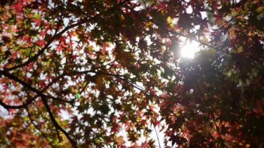 Japonya 'da güneşli bir sonbahar gününde, parlak kırmızı turuncu akçaağaç yaprakları mavi gökyüzüne doğru hafifçe hareket ediyor. Güzel sonbahar doğal arka plan