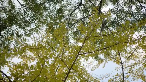 Outono Ouro Ginkgo Árvores Folhas Parque Cor Outono Contra Céu — Vídeo de Stock