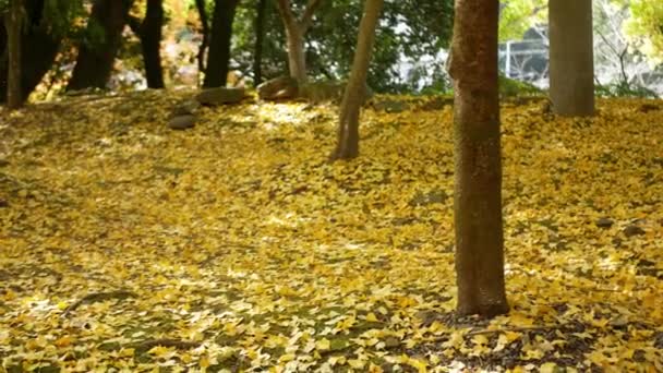 Падения Гинкго Желтые Листья Упал Землю Лесу Осенью Ветром Дует — стоковое видео