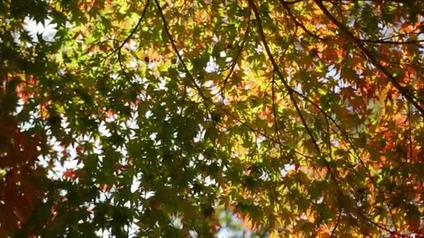 View Bright Full Color Red Orange Maple Leaves Slightly Moving — Stock Video