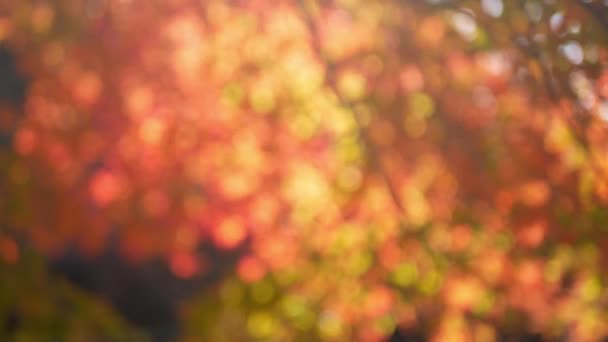色の背景を持つメープルリーフを握る手は 日差し 秋秋の自然の背景を持つメープルツリーの葉を変更しました — ストック動画