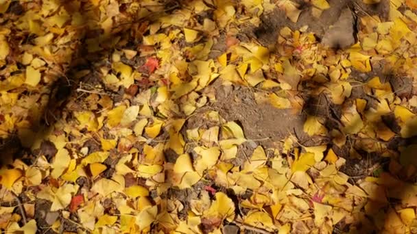 Spadające Ginkgo Żółte Liście Upadły Ziemię Jesienią Wiejącym Wiatrem Piękne — Wideo stockowe