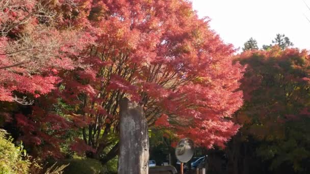 Tampilan Warna Cerah Warna Merah Maple Oranye Daun Sedikit Bergerak — Stok Video