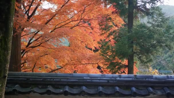 Традиционная Японская Крыша Святилища Ярко Полноцветной Красно Оранжевой Кленовой Листвой — стоковое видео