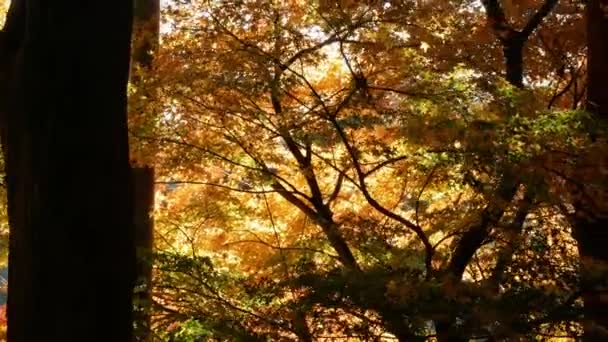 Яскраве Червоне Помаранчеве Листя Злегка Рухається Гілках Дерев Проти Блакитного — стокове відео