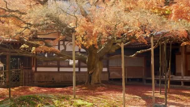 November 2022 Fukuoka Japan Uitzicht Japanse Tuin Raizansennyoji Taihioin Tempel — Stockvideo