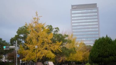 Günbatımından sonra sonbahar mevsiminde gökyüzüne modern Desigh cam ofis binası ve renkli düşen güz ağacı yapraklarıyla bakın. Düşen mevsimde şehir manzarası